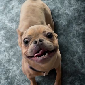 Ginger Spice, Young Female French Bulldog