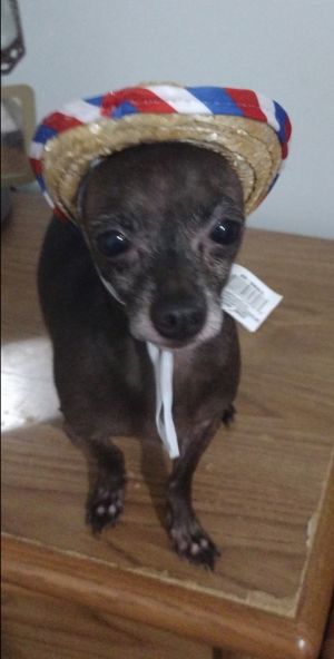Urkel, Adult Male Chihuahua