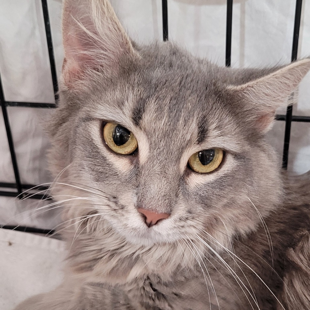Lavender, an adoptable Domestic Medium Hair in Bismarck, ND, 58507 | Photo Image 1