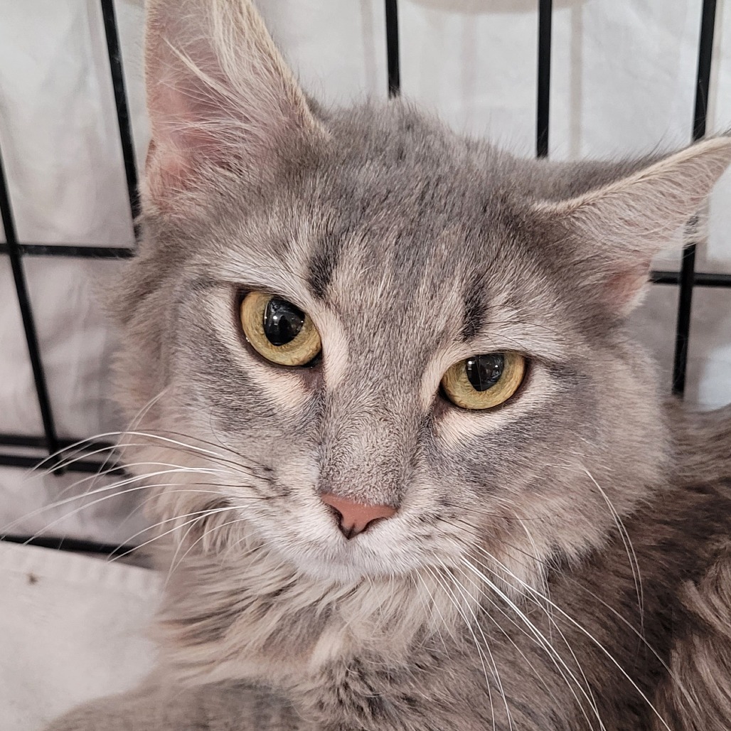 Lavender, an adoptable Domestic Medium Hair in Bismarck, ND, 58507 | Photo Image 2