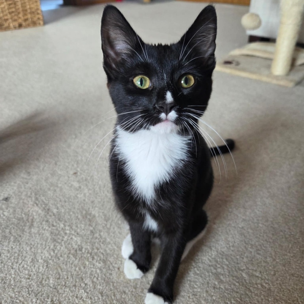 Carlee, an adoptable Domestic Short Hair in Bismarck, ND, 58507 | Photo Image 1