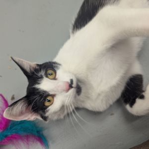 Clarabelle @PAWZ pet cafe, Young Female Domestic Short Hair