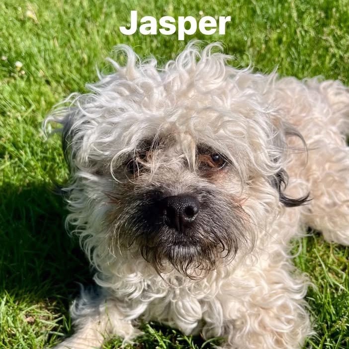 Jasper