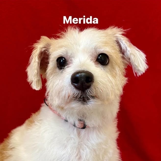 Merida