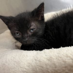 Slider, Baby Female Domestic Short Hair