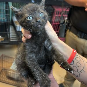 Alexei, Baby Female Domestic Short Hair