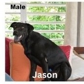 Jason, Young Male Mixed Breed