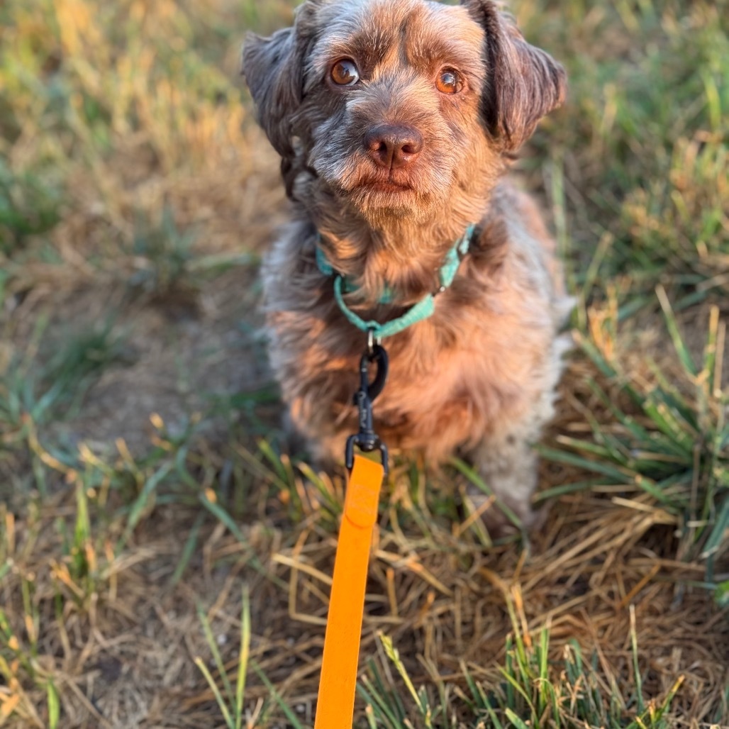 Evie