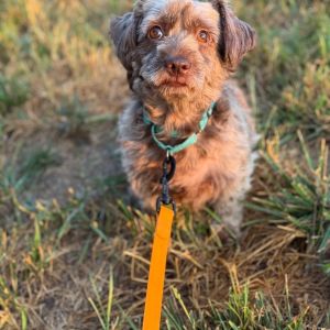 Evie, Adult Female Schnauzer