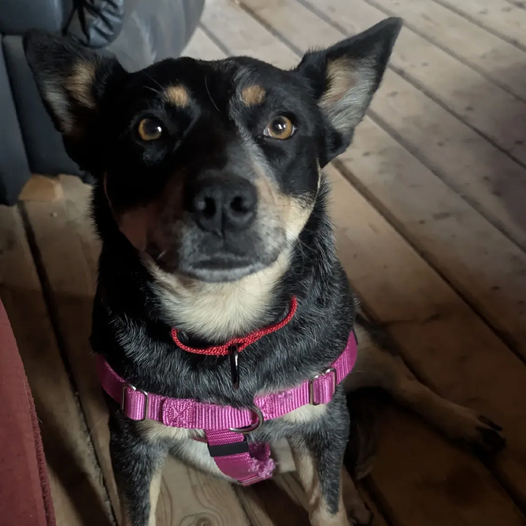 Squirrel - shy but extremely sweet & loyal girl!