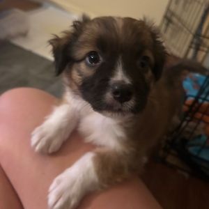 Charlie - Laid-back Snack Lover! Good w/ Dogs!, Baby Male Mixed Breed