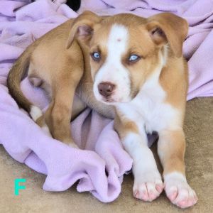 Zaylee, Baby Female Pit Bull Terrier