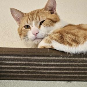 Oliver/Ollie, Adult Male Domestic Short Hair
