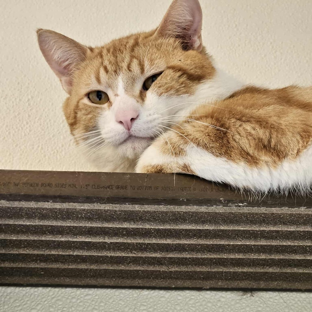 Oliver/Ollie, an adoptable Domestic Short Hair in Tawas City, MI, 48763 | Photo Image 1