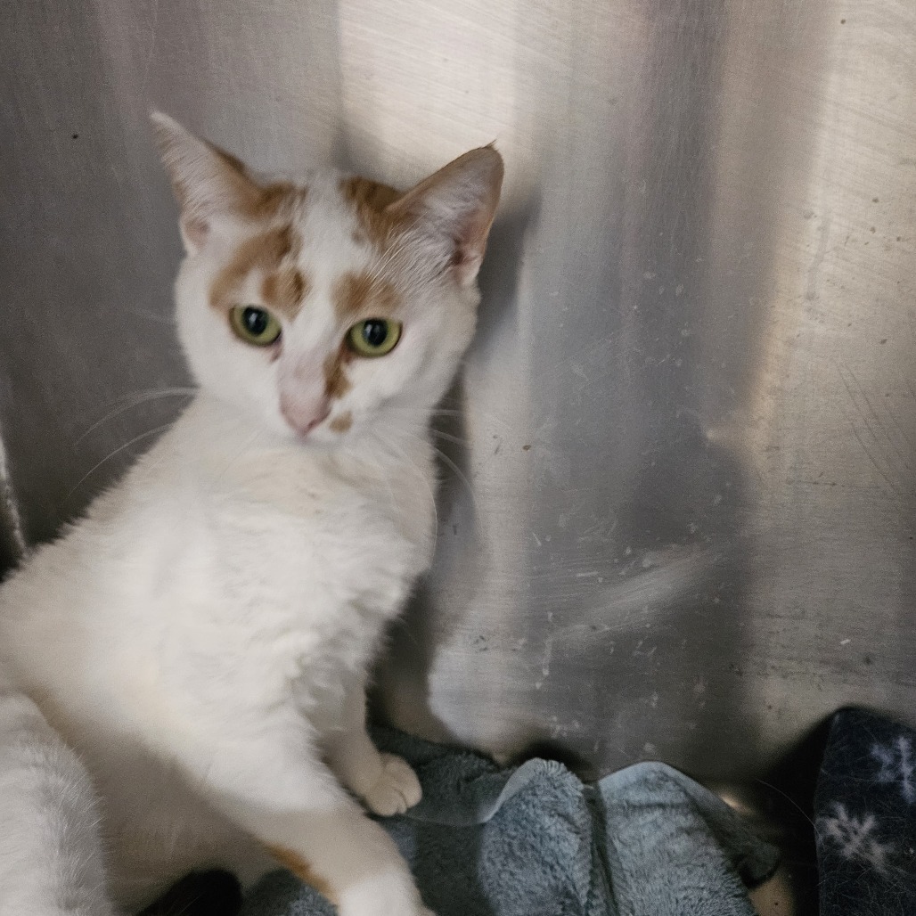 Betsy, an adoptable Domestic Short Hair in Tawas City, MI, 48763 | Photo Image 1