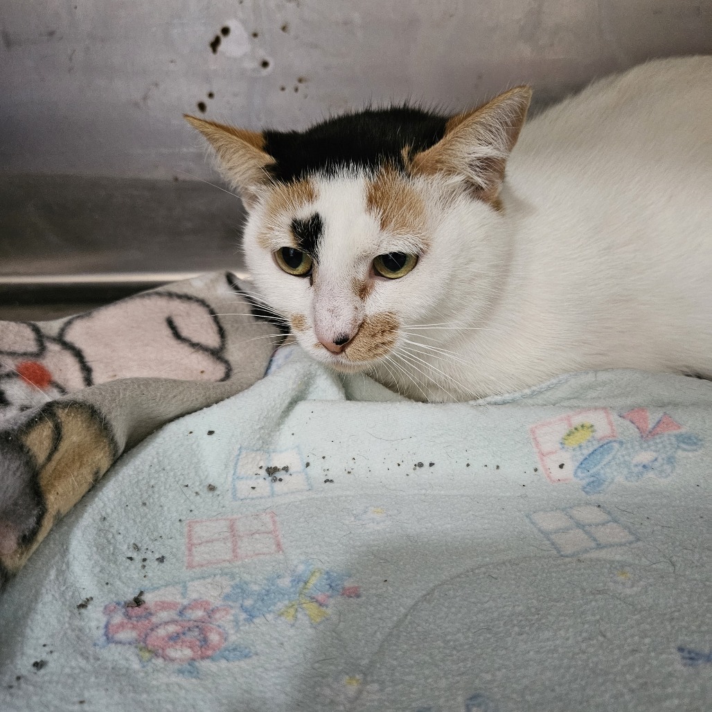 Harriett, an adoptable Domestic Short Hair in Tawas City, MI, 48763 | Photo Image 1