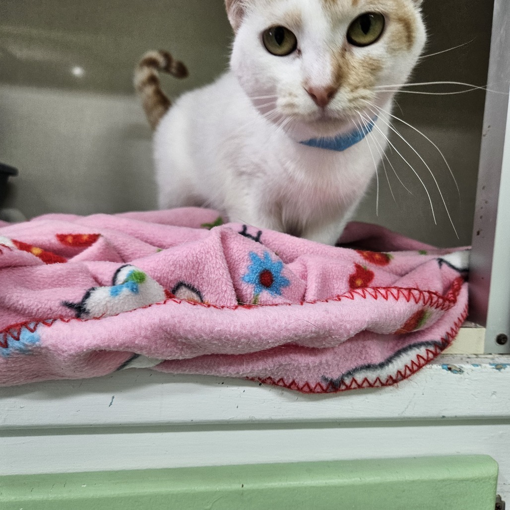 Claira, an adoptable Domestic Short Hair in Tawas City, MI, 48763 | Photo Image 1