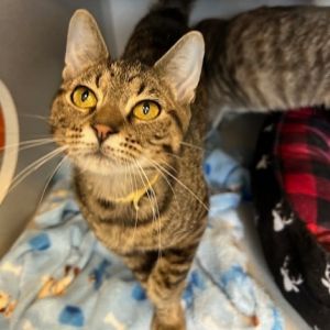 April, Young Female Domestic Short Hair
