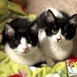 Boba, Baby Male Domestic Short Hair