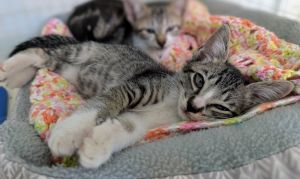 Raccoon, Baby Male Domestic Short Hair