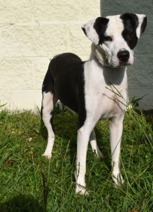Katie, Adult Female Mixed Breed