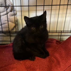 Azlinn Domestic Short Hair Cat