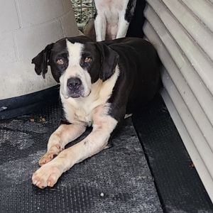 Taelyn, Young Female Pit Bull Terrier