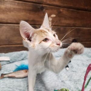 Nibs, Baby Male Domestic Short Hair