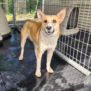 Tripp, Young Male Mixed Breed