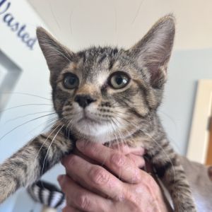 Scrambled, Baby Female Domestic Short Hair