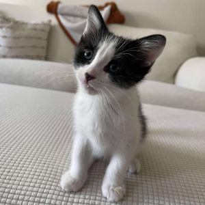 Romeo Purse, Baby Male Domestic Short Hair