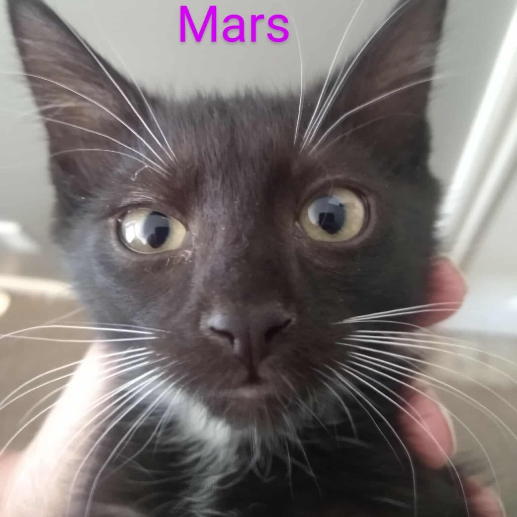 Mars Armbrust