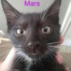 Mars Armbrust photo 1
