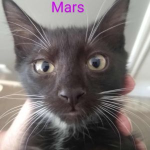 Mars Armbrust, Baby Female Domestic Short Hair