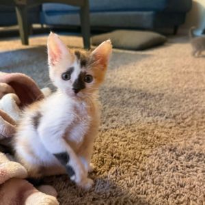 Paprika Benson, Baby Female Domestic Short Hair