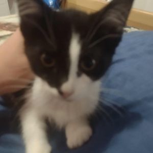 Pepper Torres, Baby Female Domestic Medium Hair