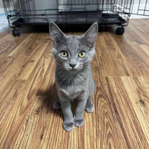 Aki Nakamura, Baby Female Domestic Short Hair