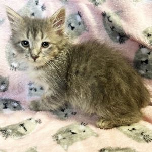 Oolong, Baby Female Domestic Medium Hair