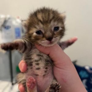 Moxie, Baby Female Domestic Short Hair