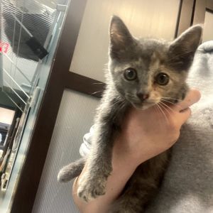 Sammie, Baby Female Domestic Short Hair