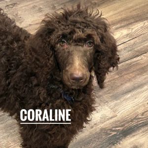 Coraline, Baby Female Poodle