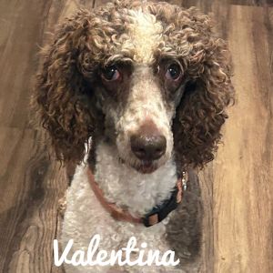 Valentina, Adult Female Poodle