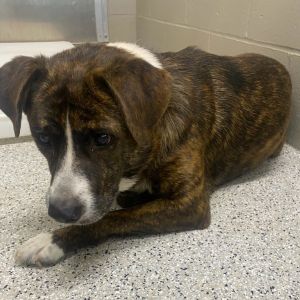 Moonshine, Adult Male American Staffordshire Terrier