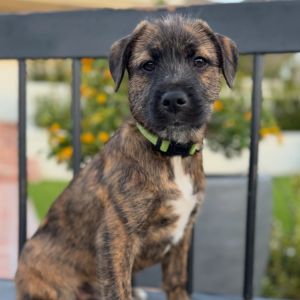Cosmo, Young Male Terrier