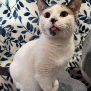 Lily, Young Female Domestic Short Hair