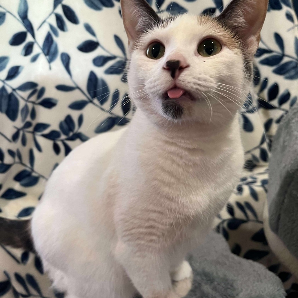 Lily, an adoptable Domestic Short Hair in Park Falls, WI, 54552 | Photo Image 1