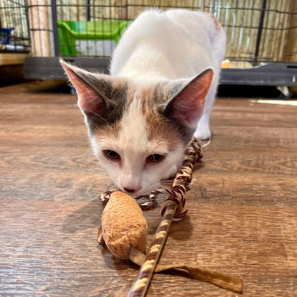 Lily, an adoptable Domestic Short Hair in Park Falls, WI, 54552 | Photo Image 2
