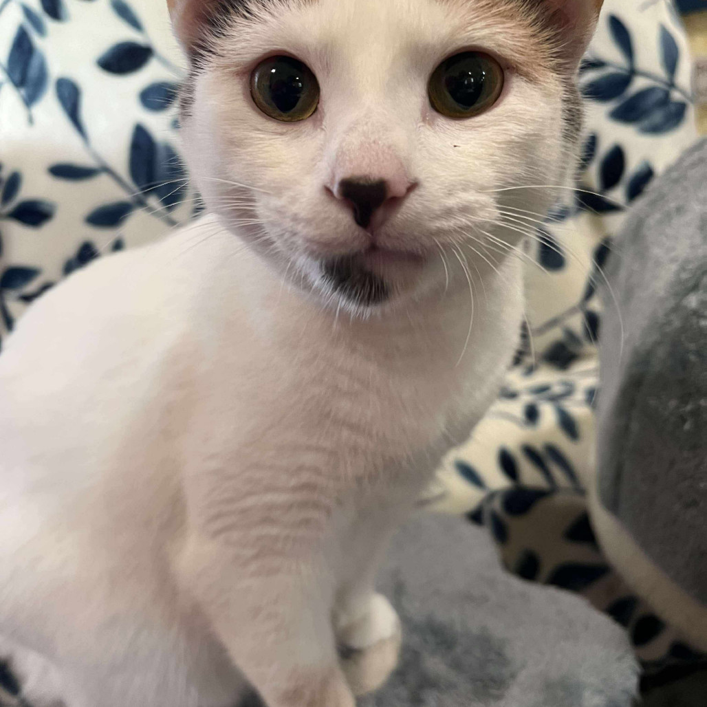 Lily, an adoptable Domestic Short Hair in Park Falls, WI, 54552 | Photo Image 3