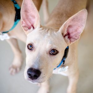 Justin, Young Male Mixed Breed