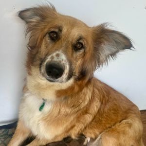 Freckles, Young Female Mixed Breed